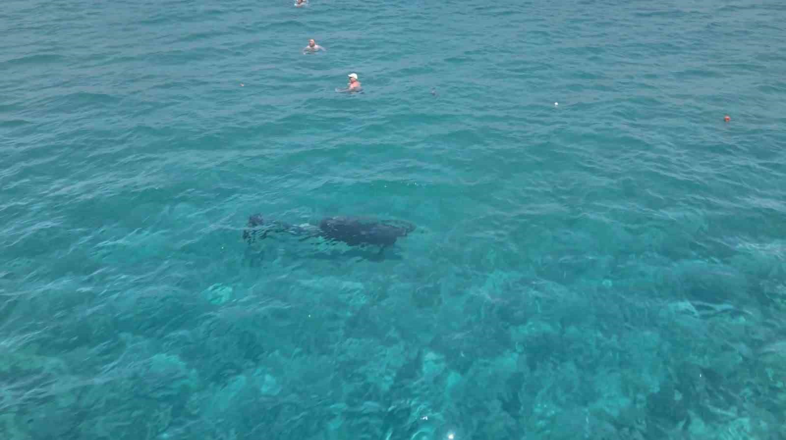 Alanya’da kıyıya yaklaşan yunus turistlerle yüzdü