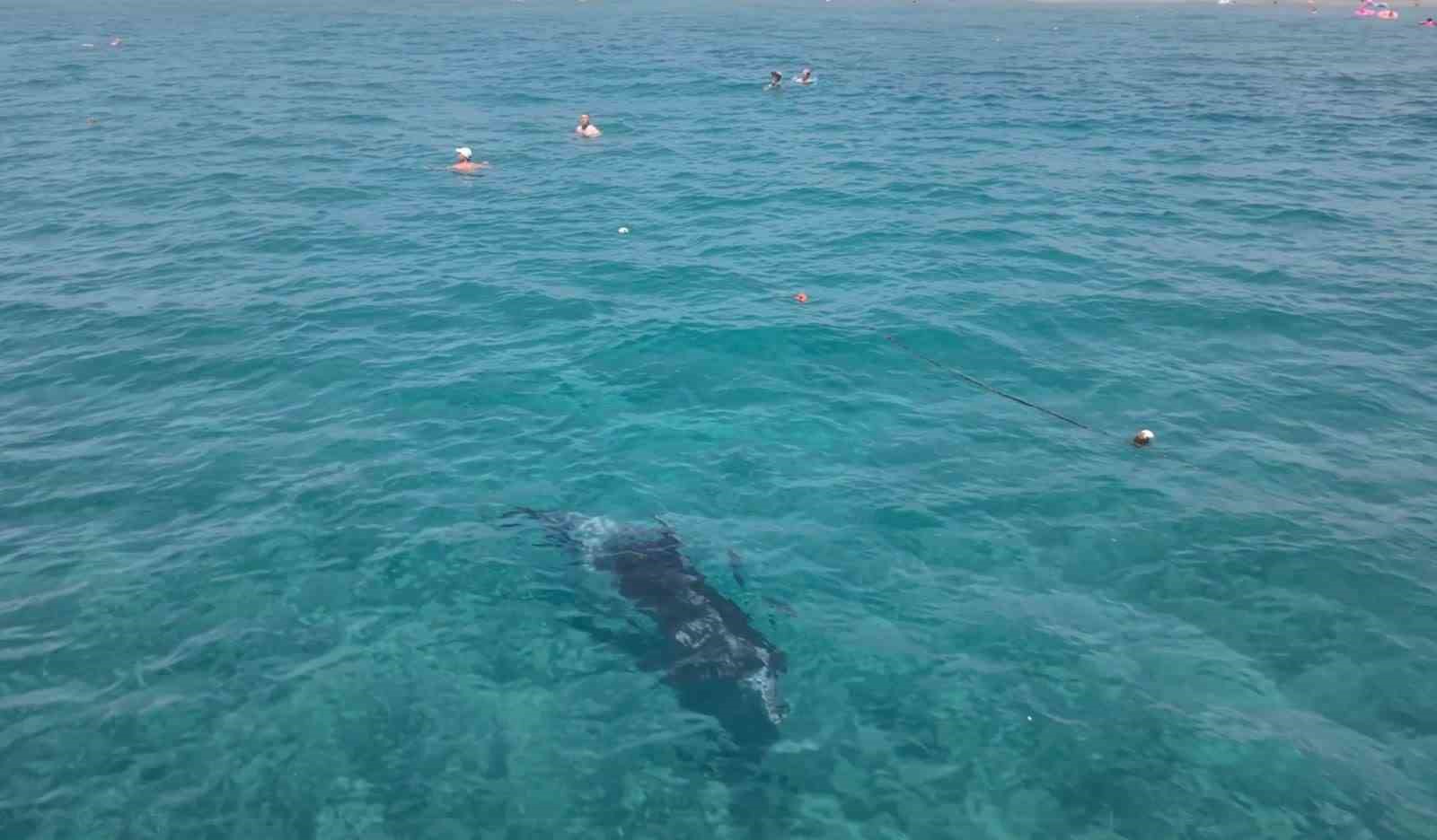 Alanya’da kıyıya yaklaşan yunus turistlerle yüzdü