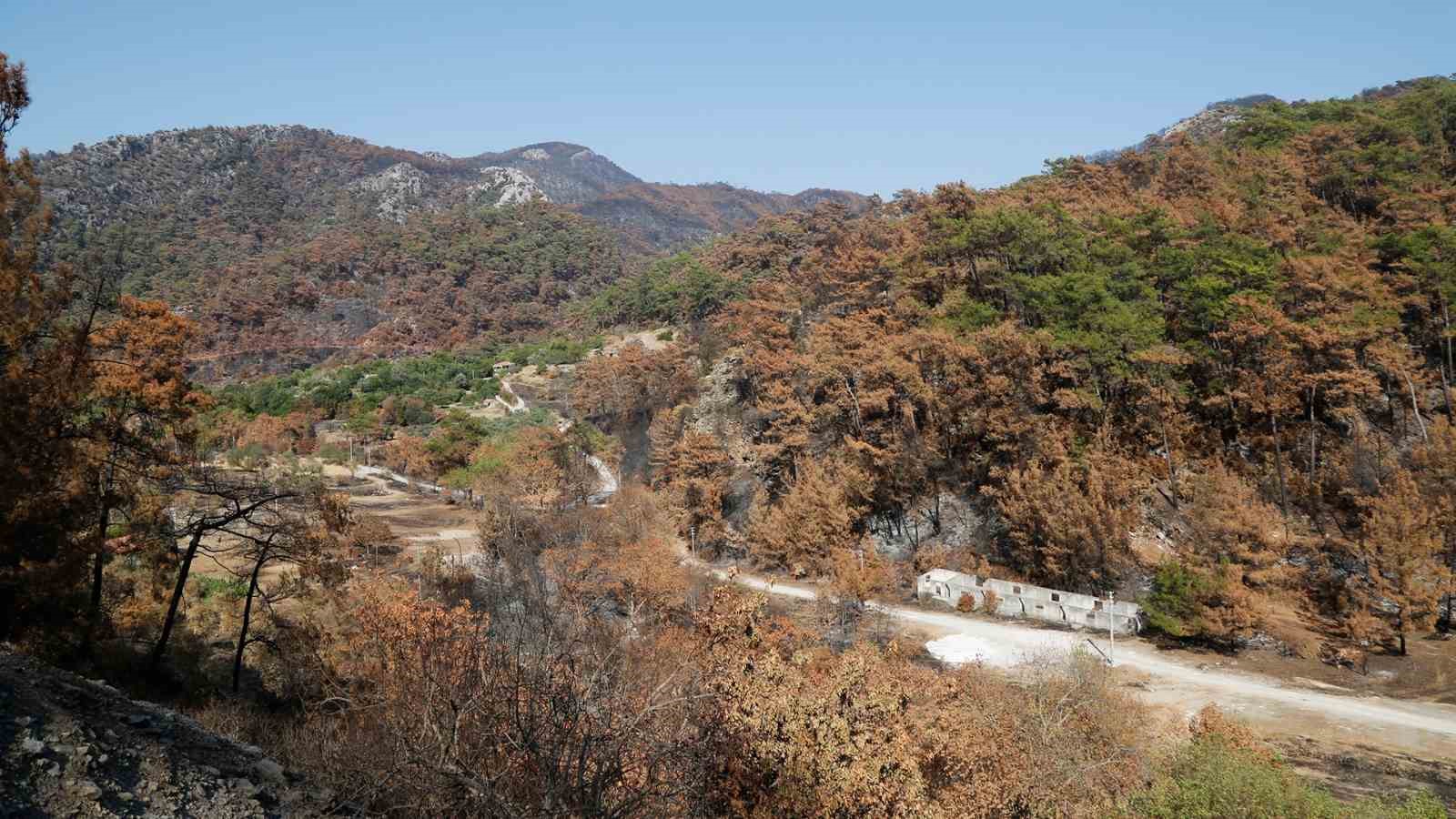 Kara tablo 5 yılda yeşile döndü