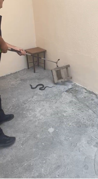 Kars’ta evin bahçesine giren yılan itfaiyeyi harekete geçirdi