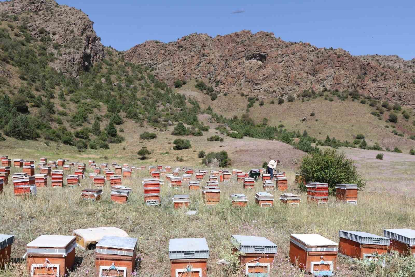Oltu’da sezonun ilk bal hasadı yapıldı