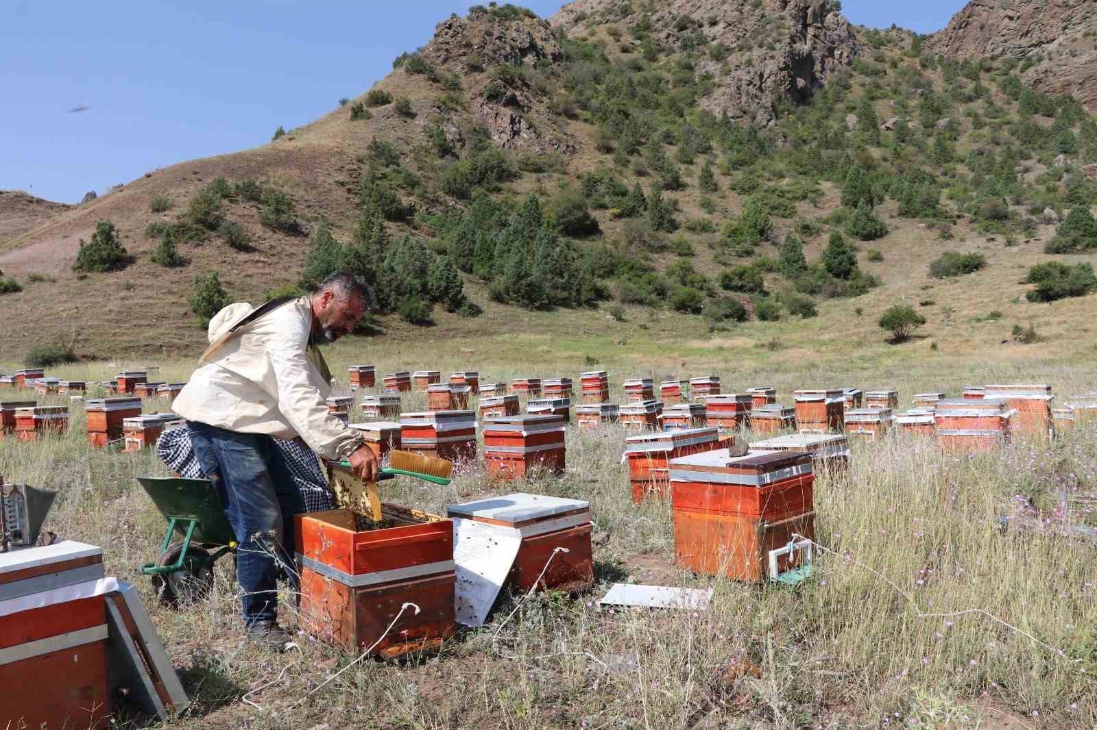 Oltu’da sezonun ilk bal hasadı yapıldı