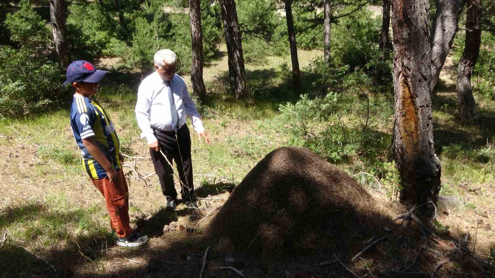 Afrika belgeseli değil Yozgat: Dev karınca yuvaları görenleri hayrete düşürüyor