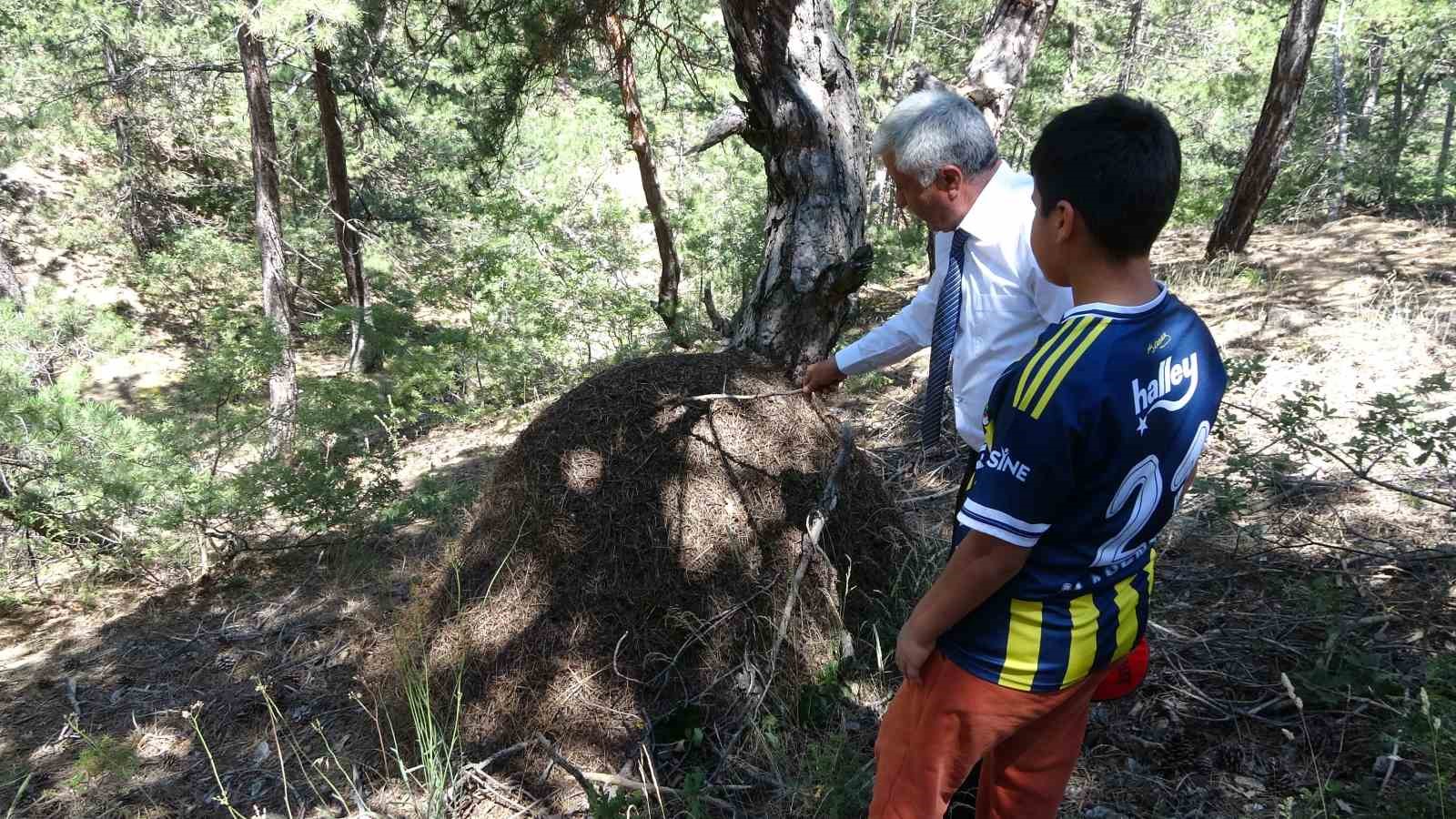Afrika belgeseli değil Yozgat: Dev karınca yuvaları görenleri hayrete düşürüyor