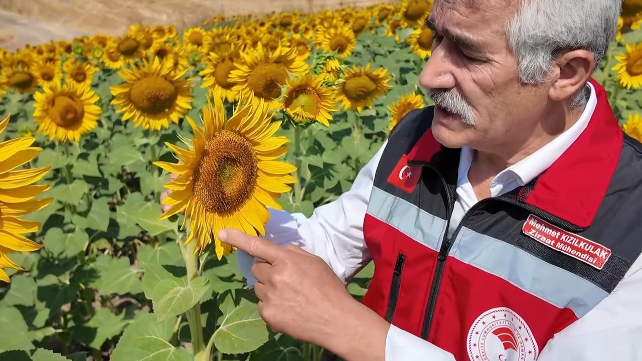 Tekirdağ’ın sarı tarlalarında bereketin sırrı arılarda