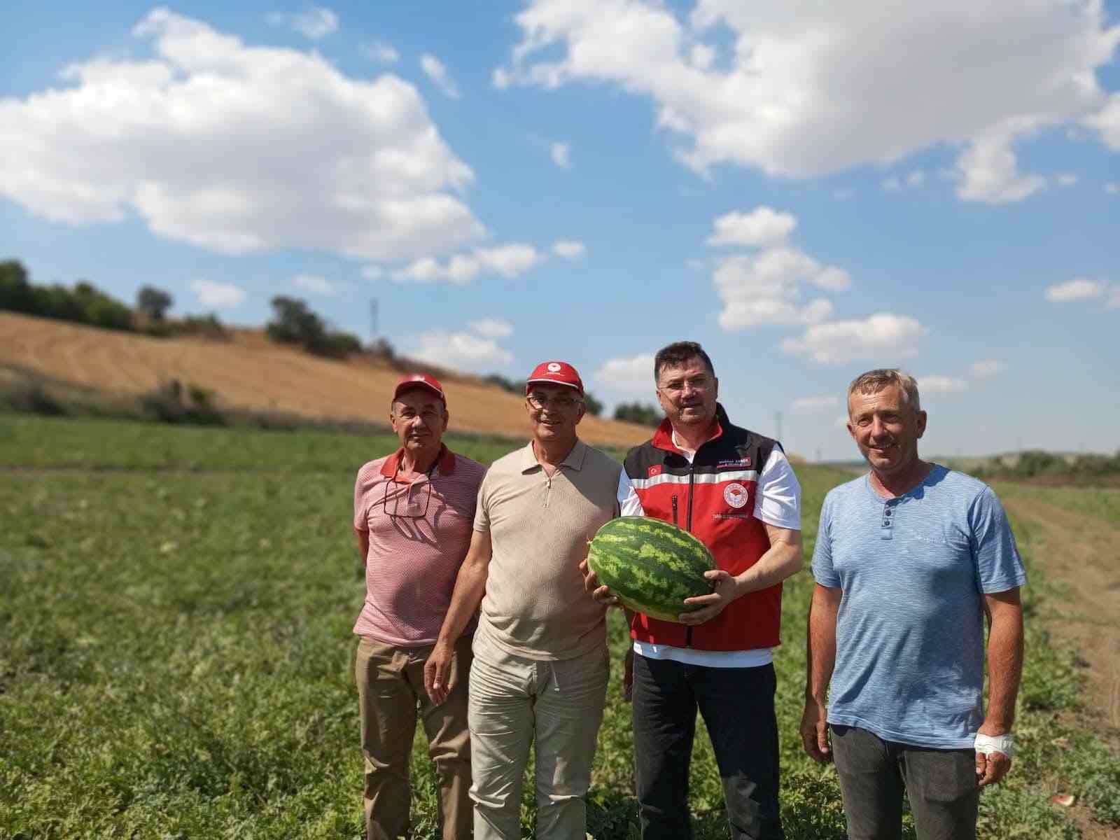 Tekirdağ karpuzu tezgâhlara çıkıyor