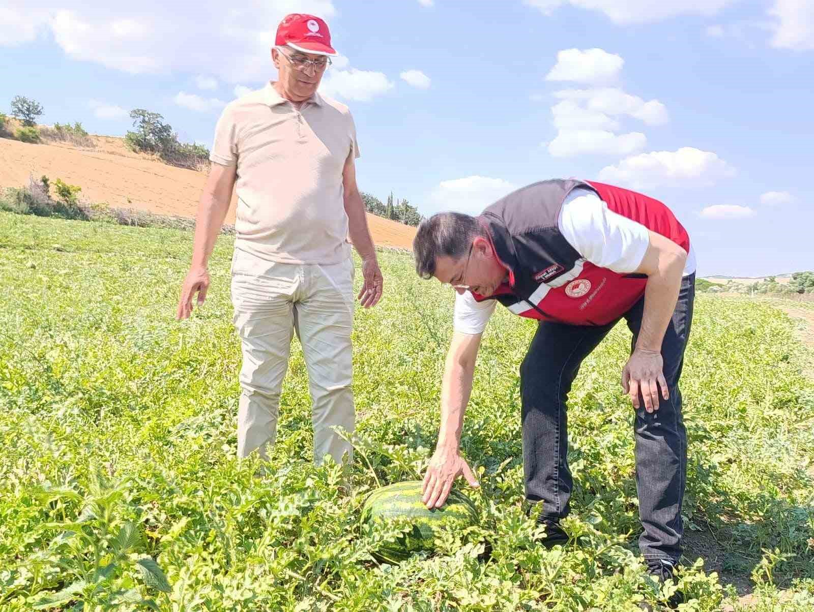 Tekirdağ karpuzu tezgâhlara çıkıyor