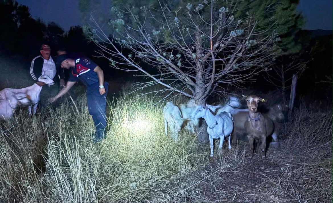 Çanakkale’de kaybolan 15 küçükbaş hayvan jandarma ekiplerince bulunarak sahibine teslim edildi