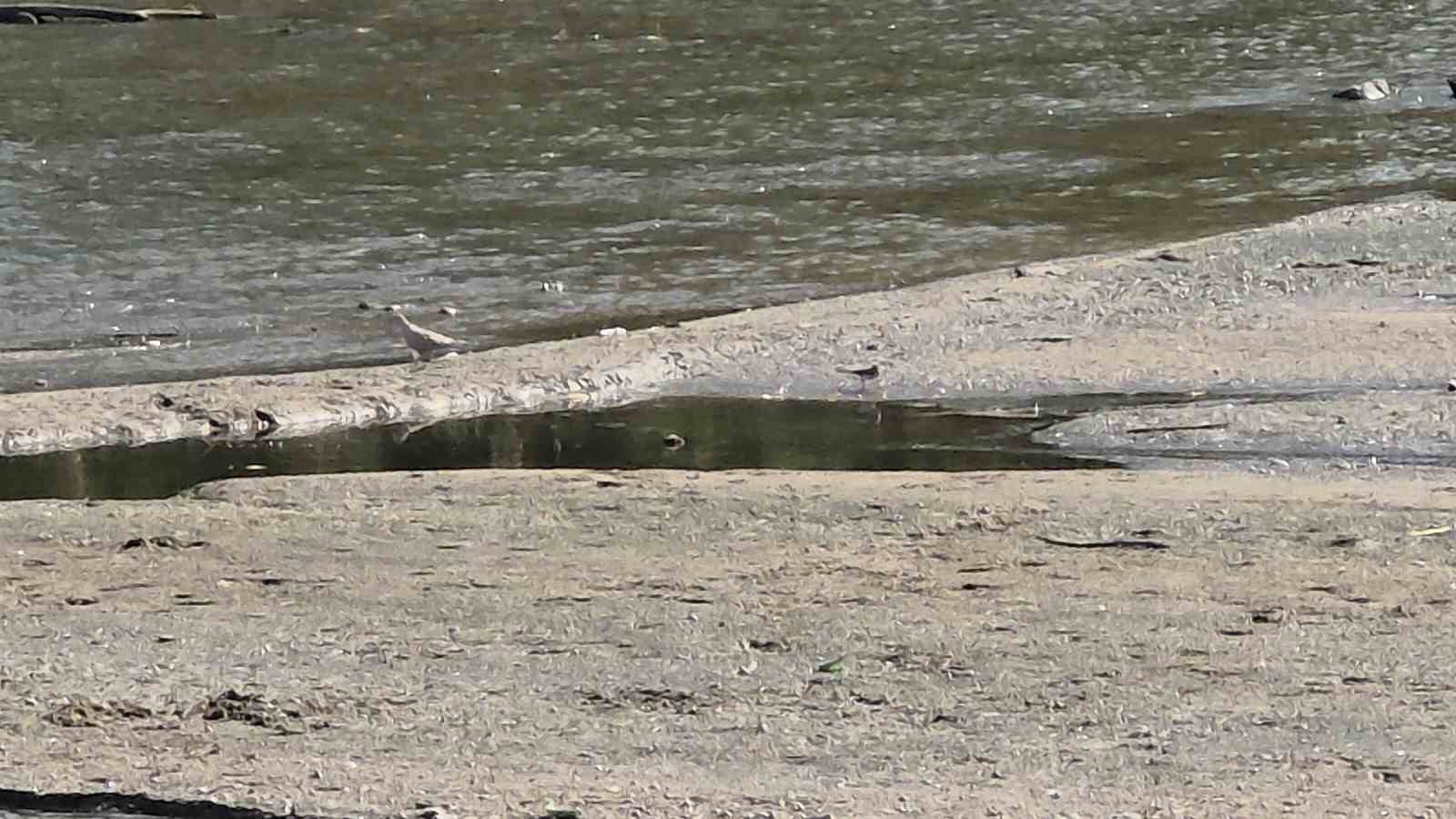 Tunca Nehri’nde su çekildi, kum adacıkları oluştu