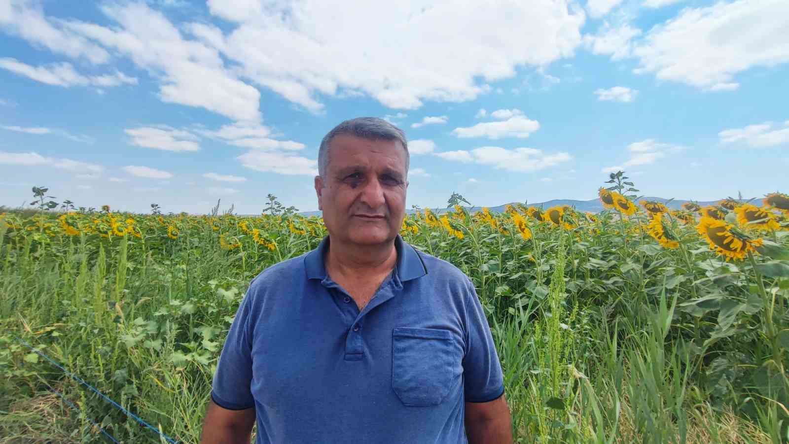Dronla görüntülenen ayçiçeği tarlaları görsel şölen sundu