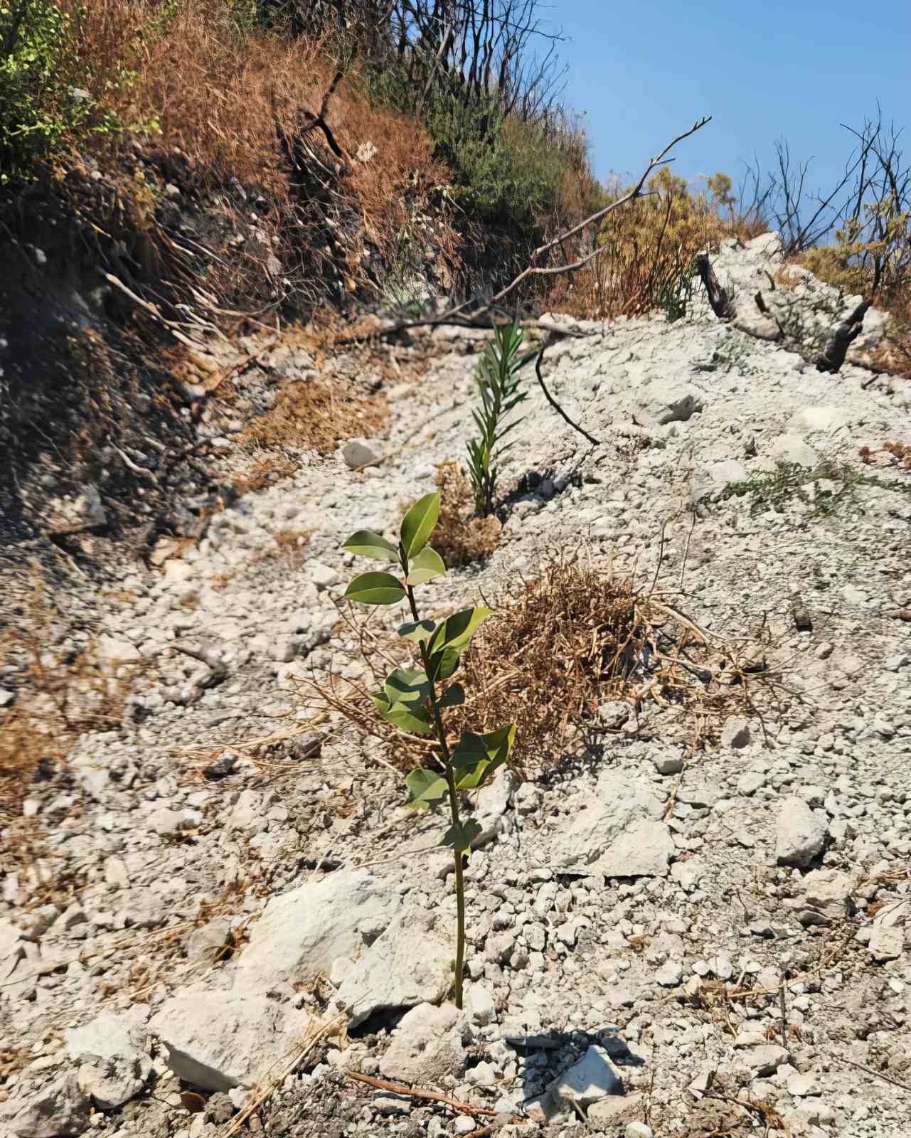 Aliağa ve Foça’daki yanan orman alanlarında ağaçlandırma çalışmaları sürüyor
