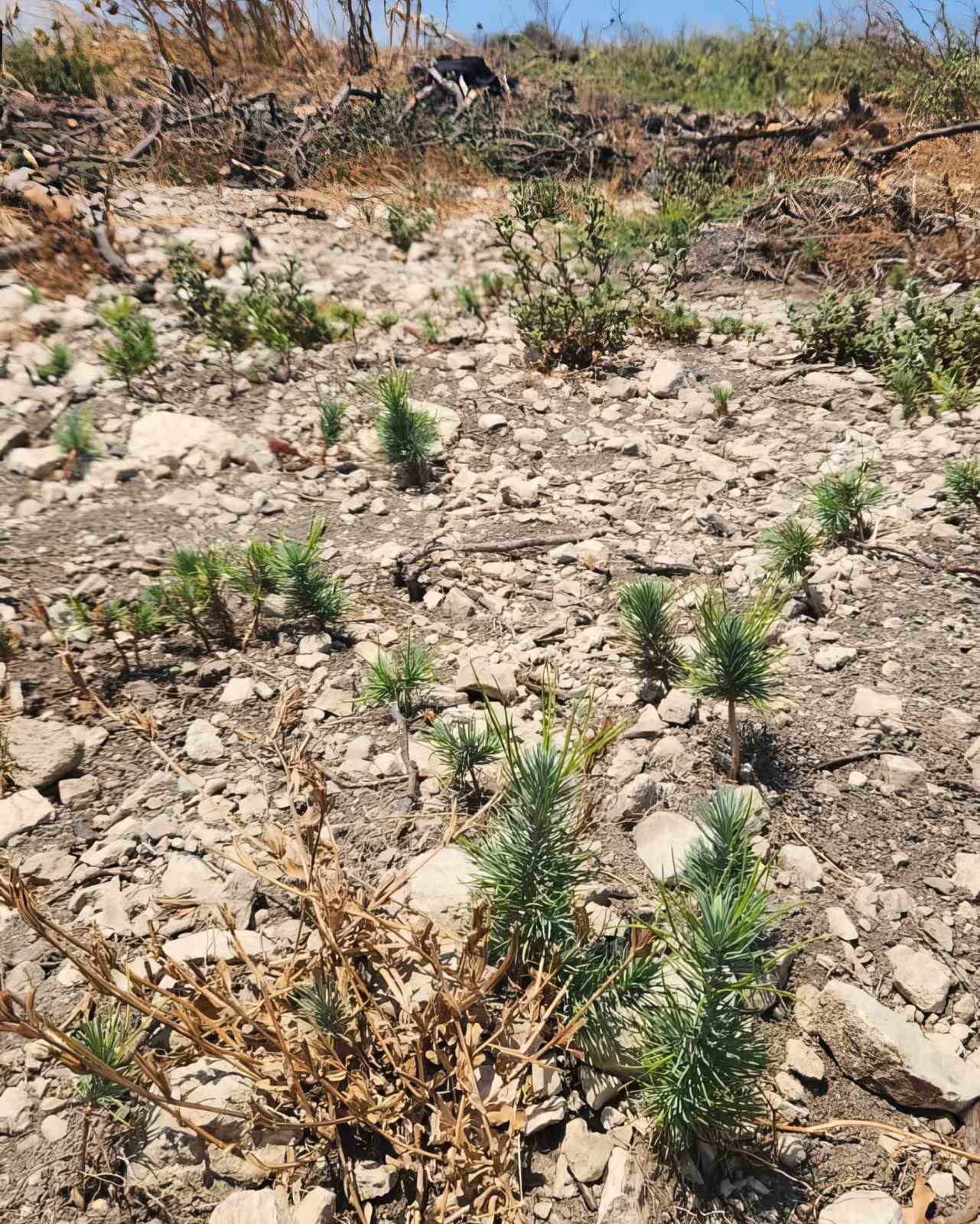 Aliağa ve Foça’daki yanan orman alanlarında ağaçlandırma çalışmaları sürüyor