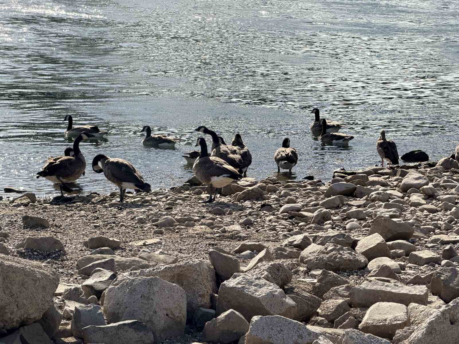 Almanya’da Ren Nehri’nde kuraklık alarmı: Su seviyesinde tarihi düşüş yaşandı