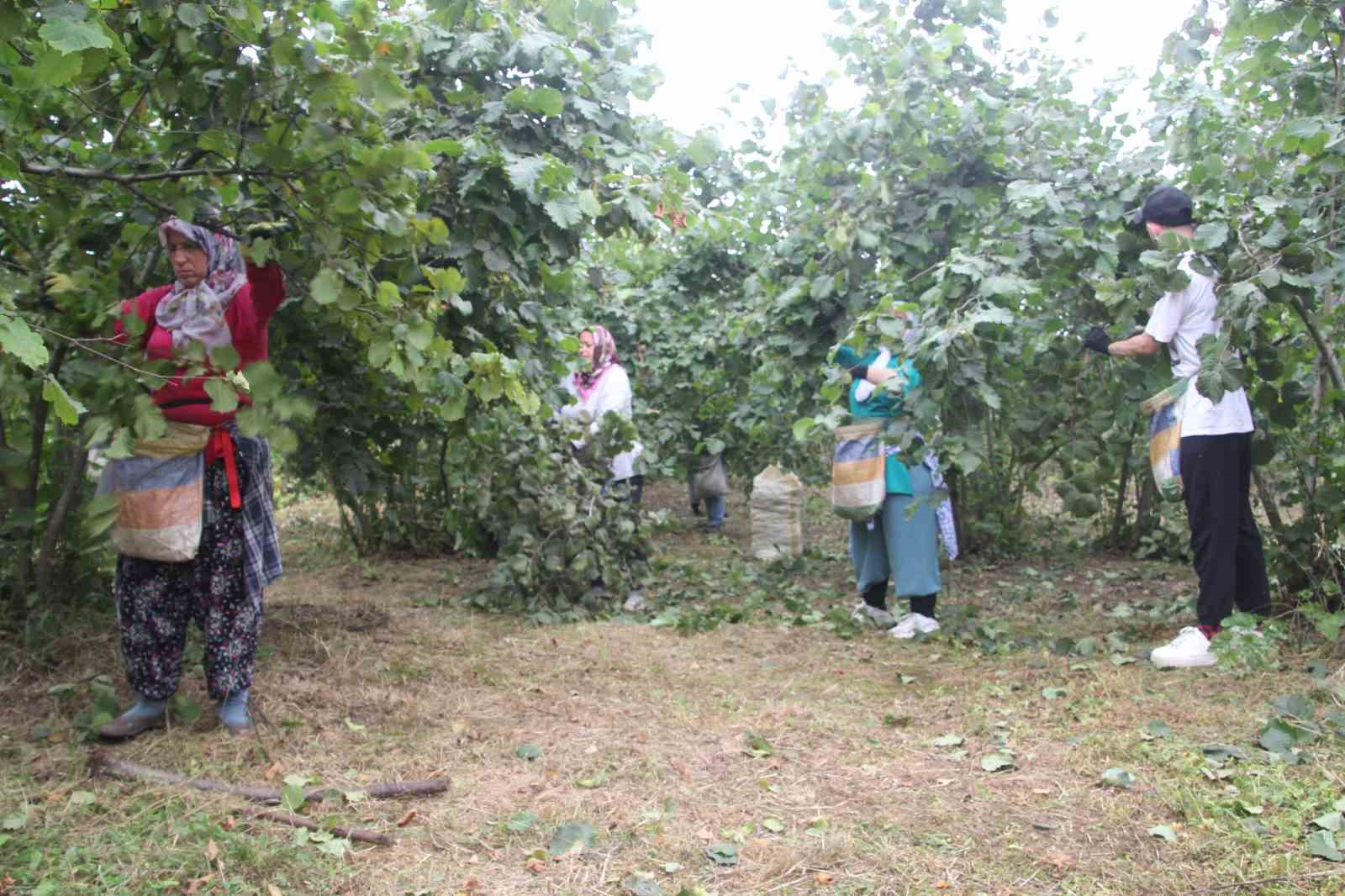 ‘Yeşil altın’ fındıkta ilk hasat başladı