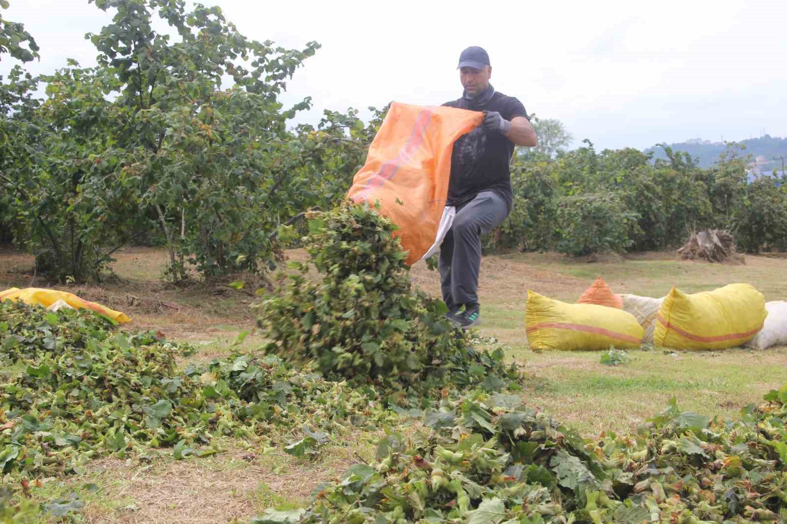 ‘Yeşil altın’ fındıkta ilk hasat başladı