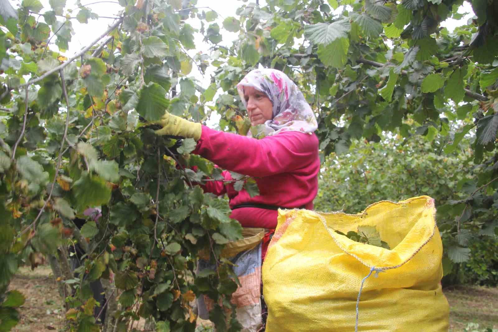 ‘Yeşil altın’ fındıkta ilk hasat başladı