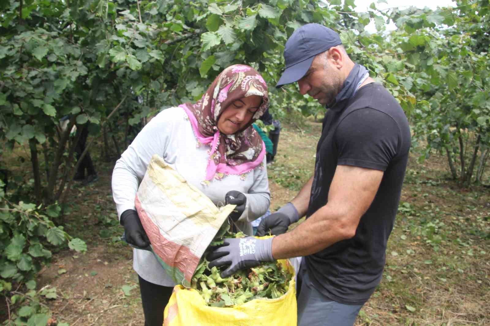 ‘Yeşil altın’ fındıkta ilk hasat başladı