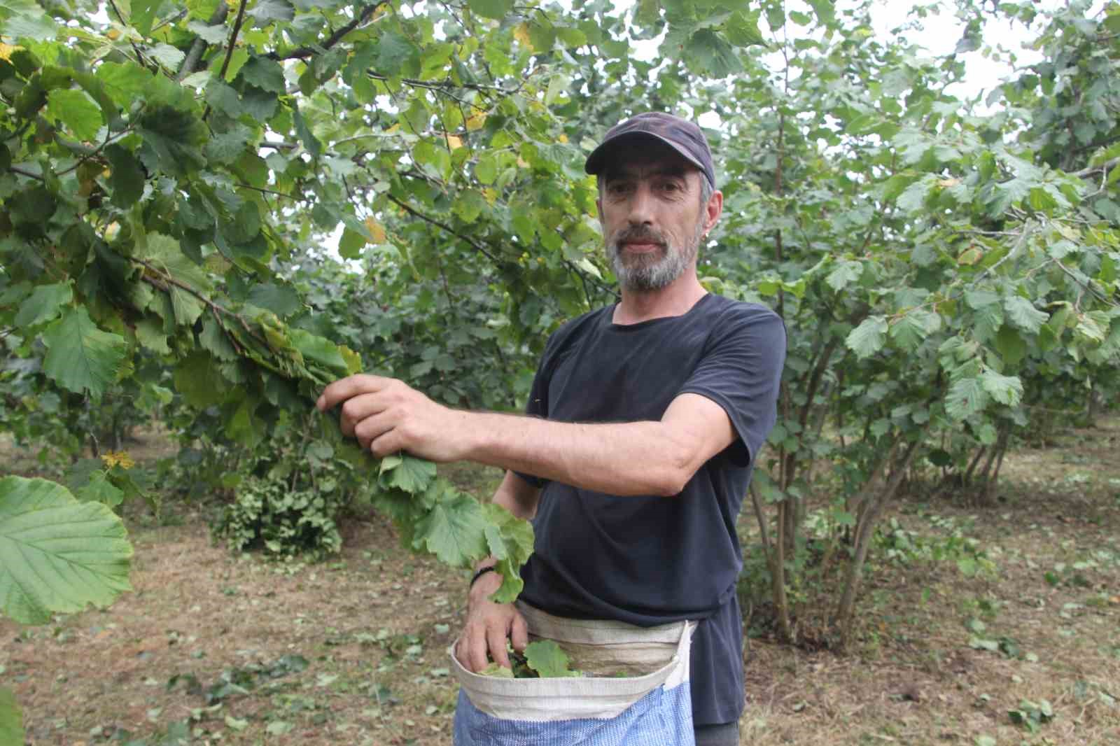 ‘Yeşil altın’ fındıkta ilk hasat başladı
