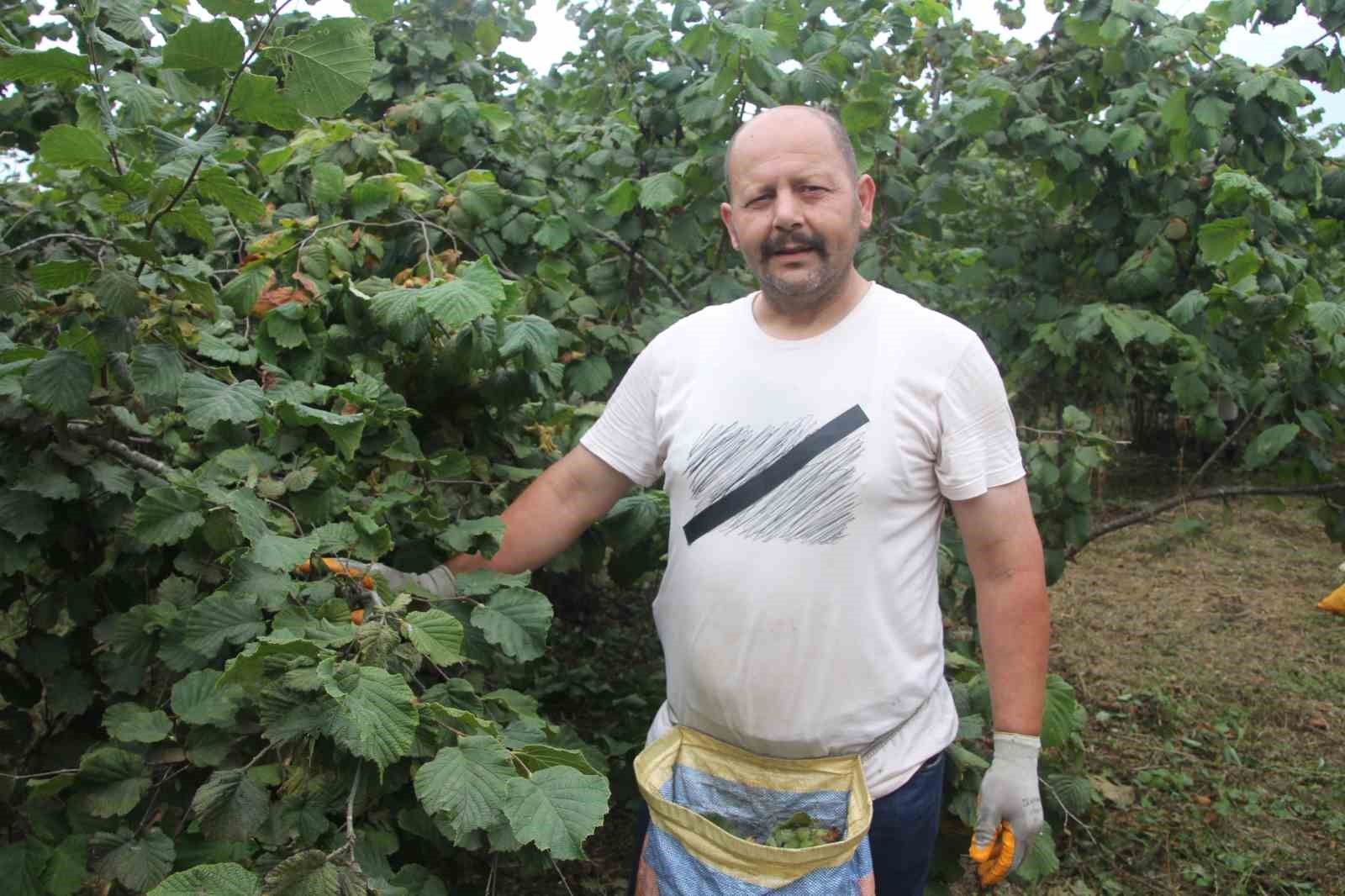 ‘Yeşil altın’ fındıkta ilk hasat başladı