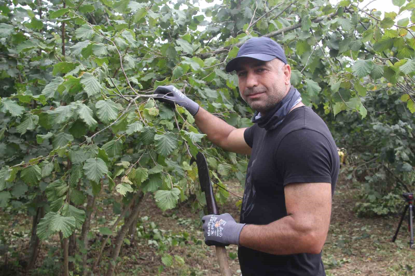 ‘Yeşil altın’ fındıkta ilk hasat başladı