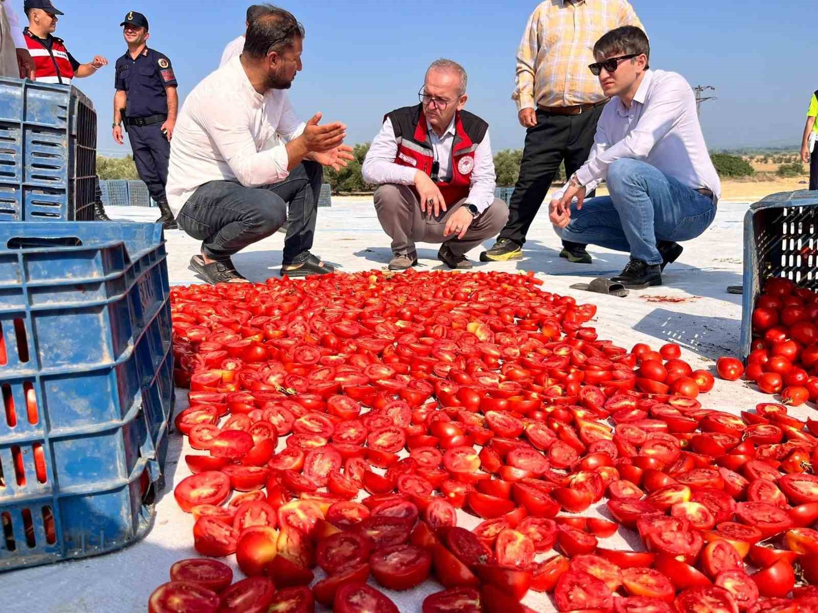 Saruhanlı’da 1.500 ton kuru domates ihraç ediliyor