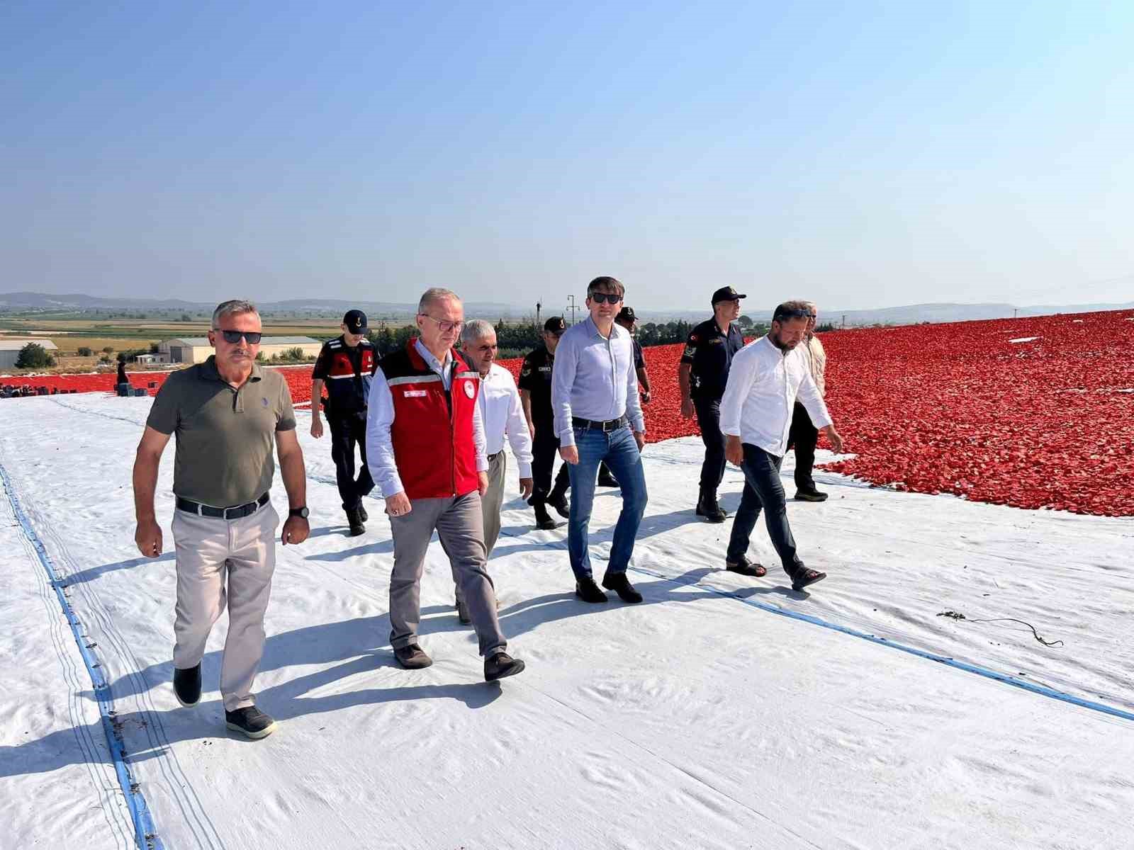 Saruhanlı’da 1.500 ton kuru domates ihraç ediliyor