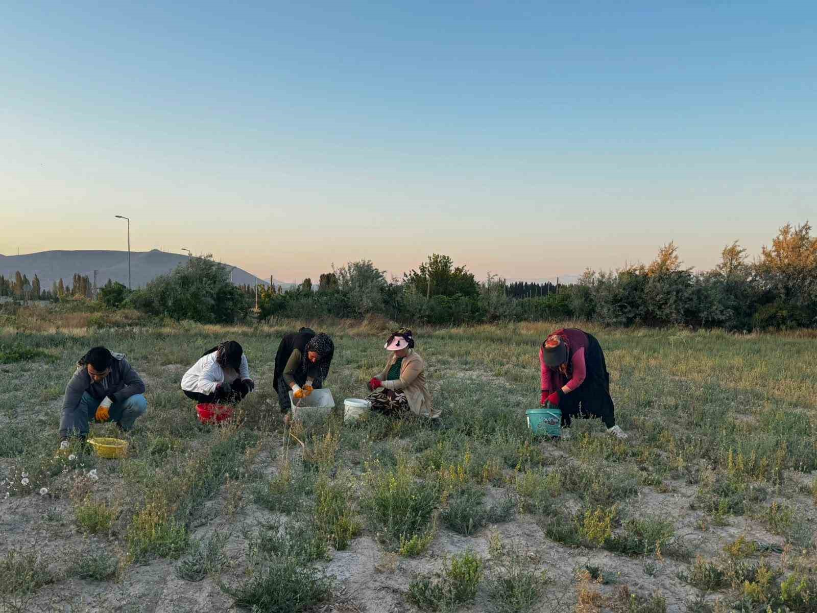 Niğde’de kadınların çörek otu hasadı başladı