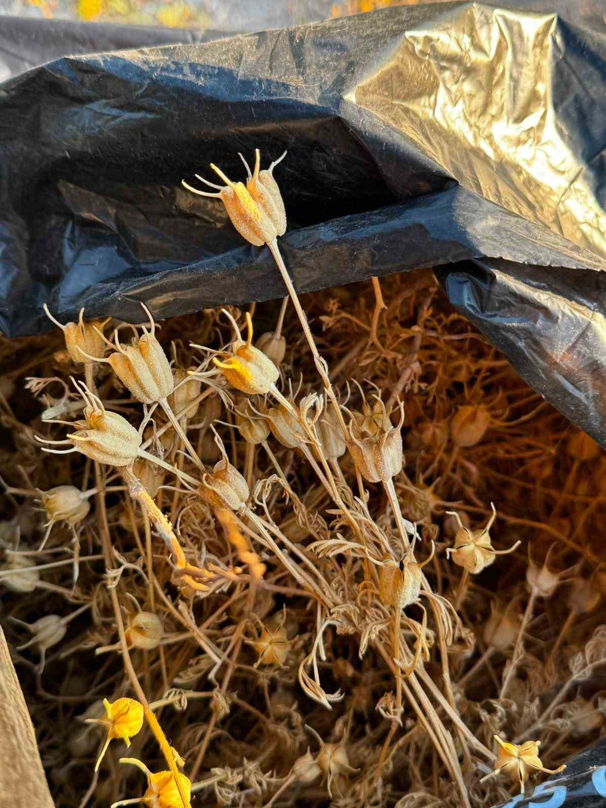 Niğde’de kadınların çörek otu hasadı başladı