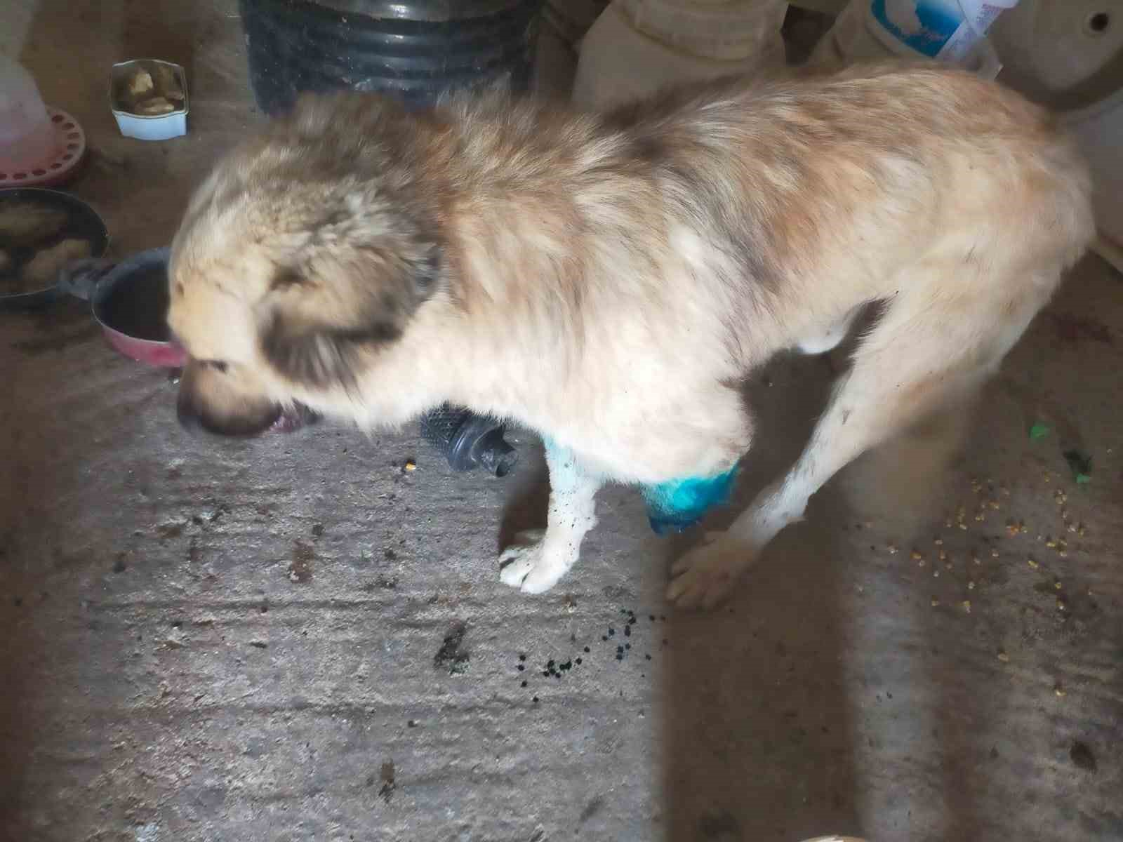 Çoban köpeğini tüfekle vurup sakat bıraktılar