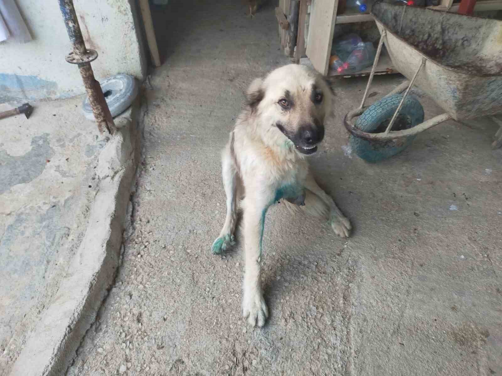 Çoban köpeğini tüfekle vurup sakat bıraktılar