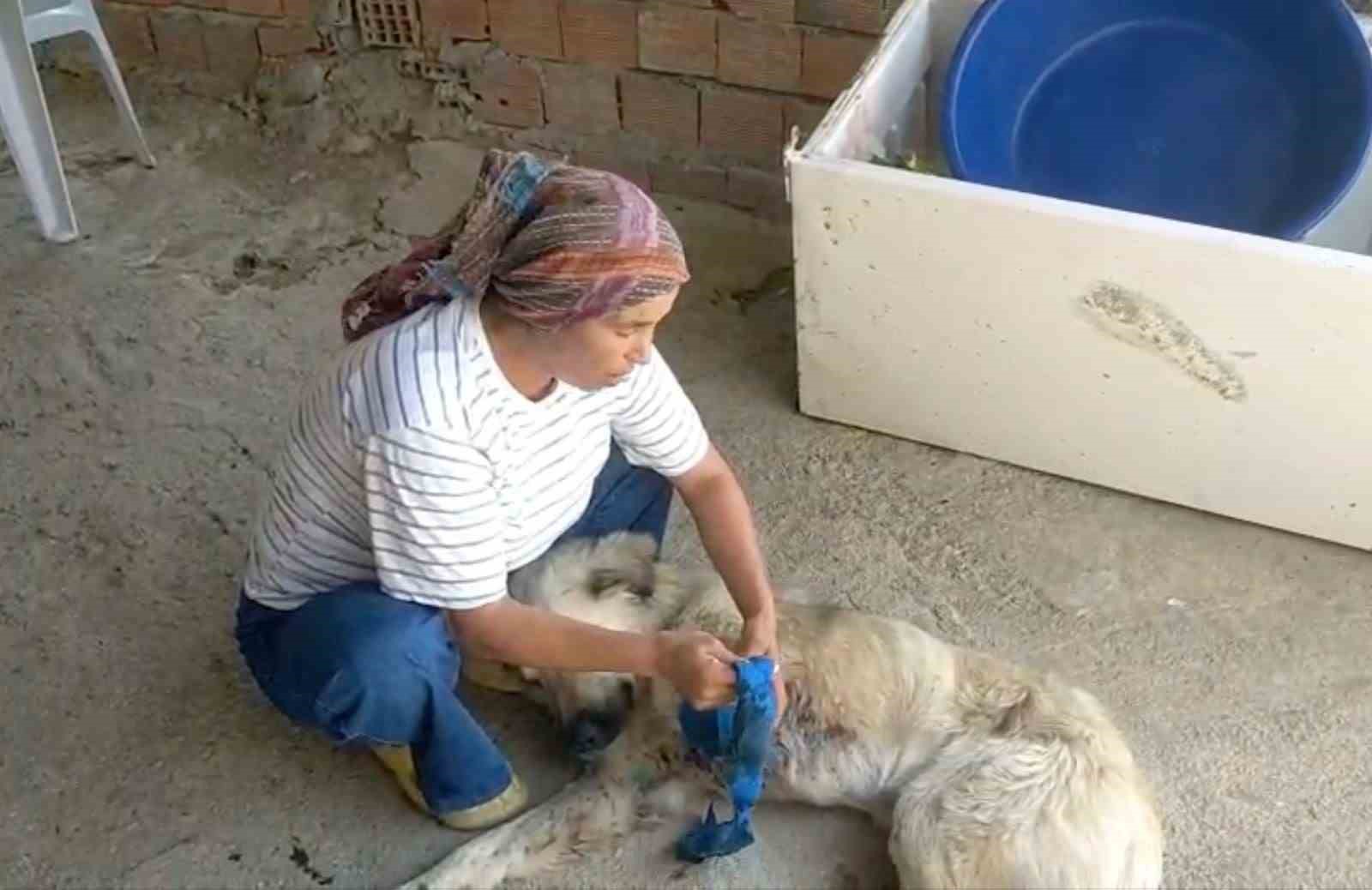 Çoban köpeğini tüfekle vurup sakat bıraktılar