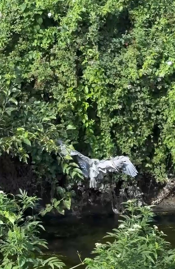 Çalıların arasına sıkışan balıkçıl kuşun imdadına itfaiye yetişti
