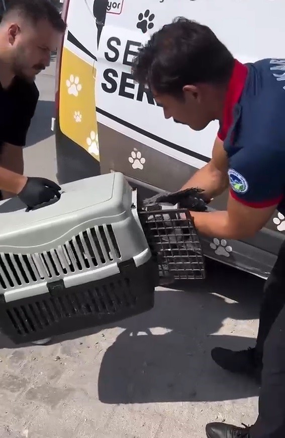 Çalıların arasına sıkışan balıkçıl kuşun imdadına itfaiye yetişti