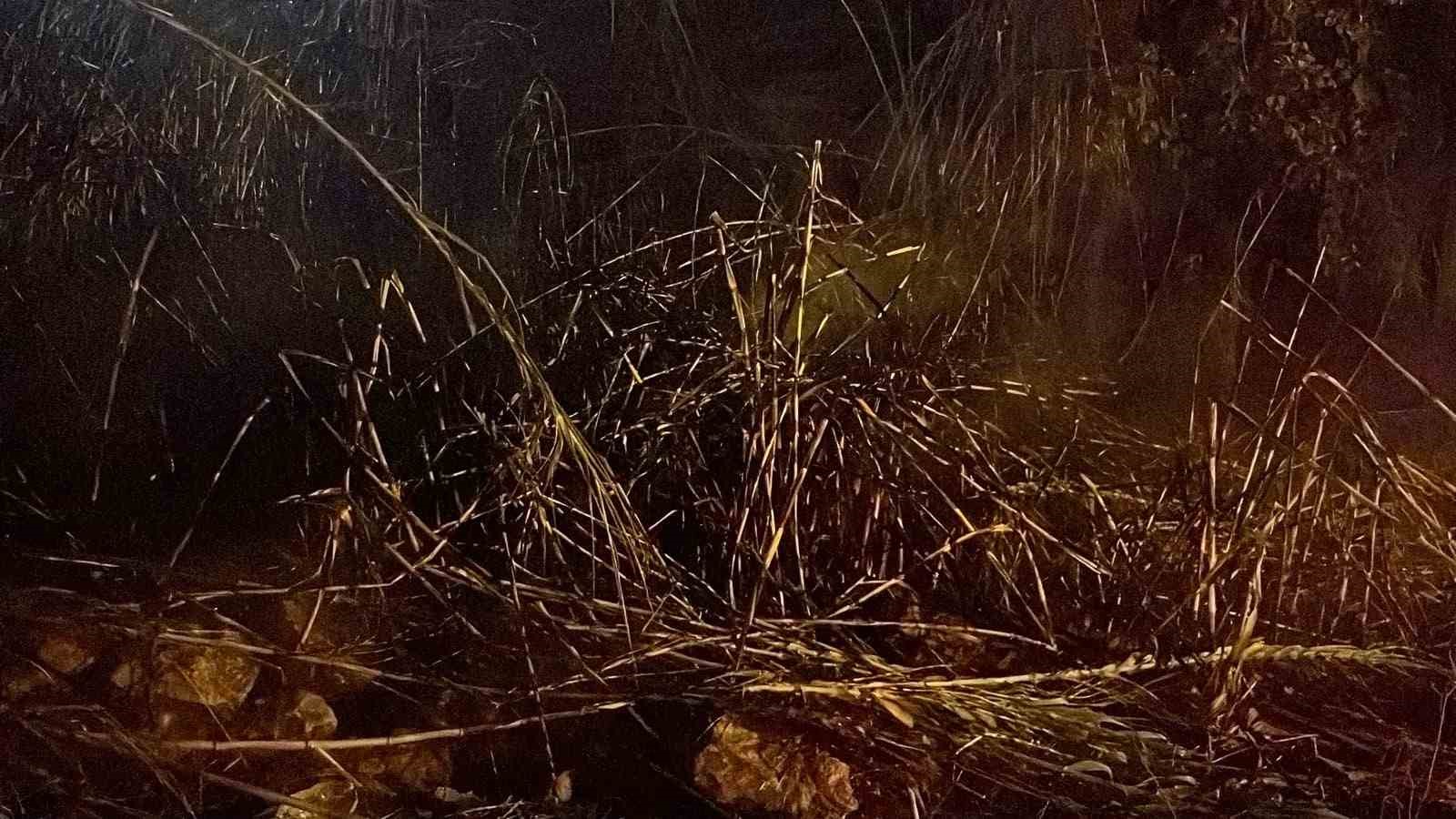 Alanya’da sazlık alanda yangın