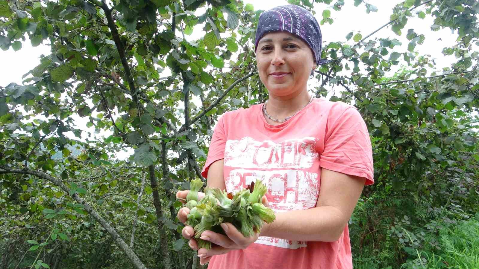 Giresun’da fındık hasadı başladı