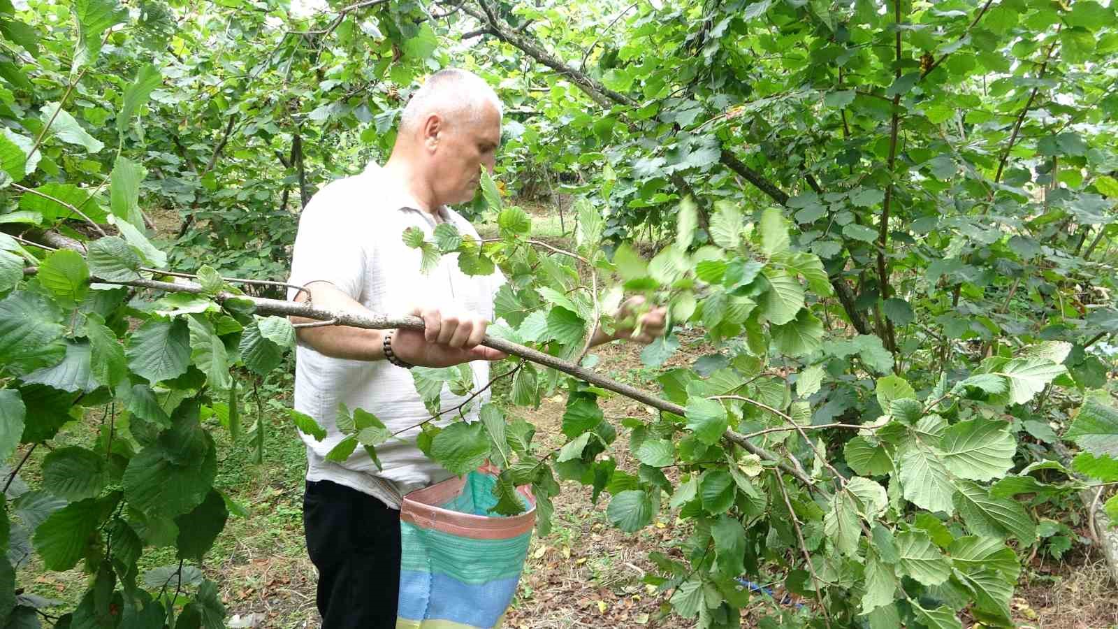 Giresun’da fındık hasadı başladı