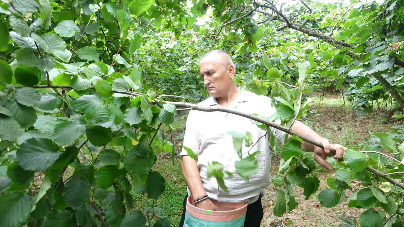 Giresun’da fındık hasadı başladı