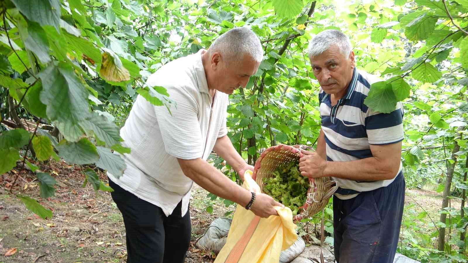 Giresun’da fındık hasadı başladı