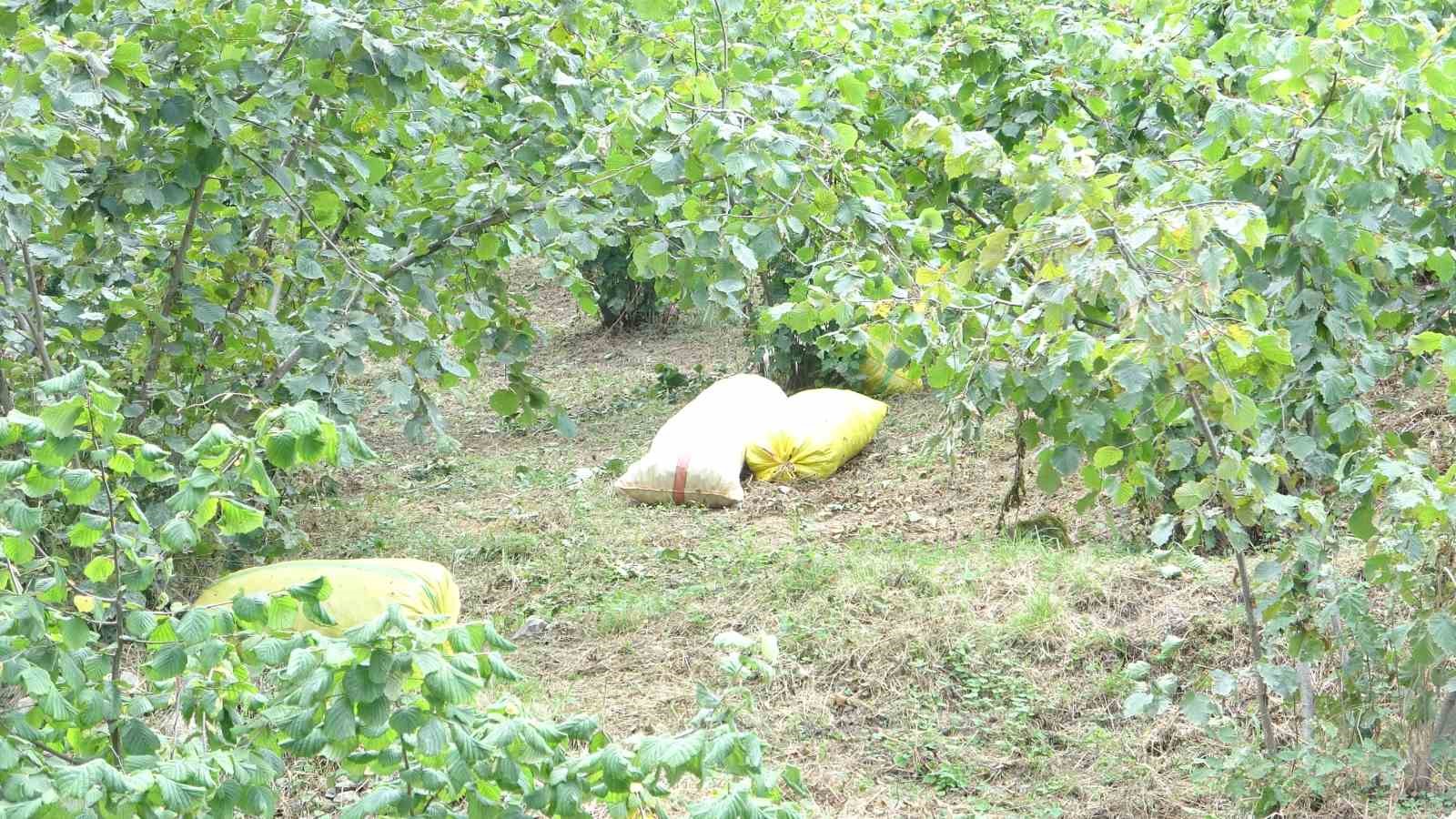 Giresun’da fındık hasadı başladı