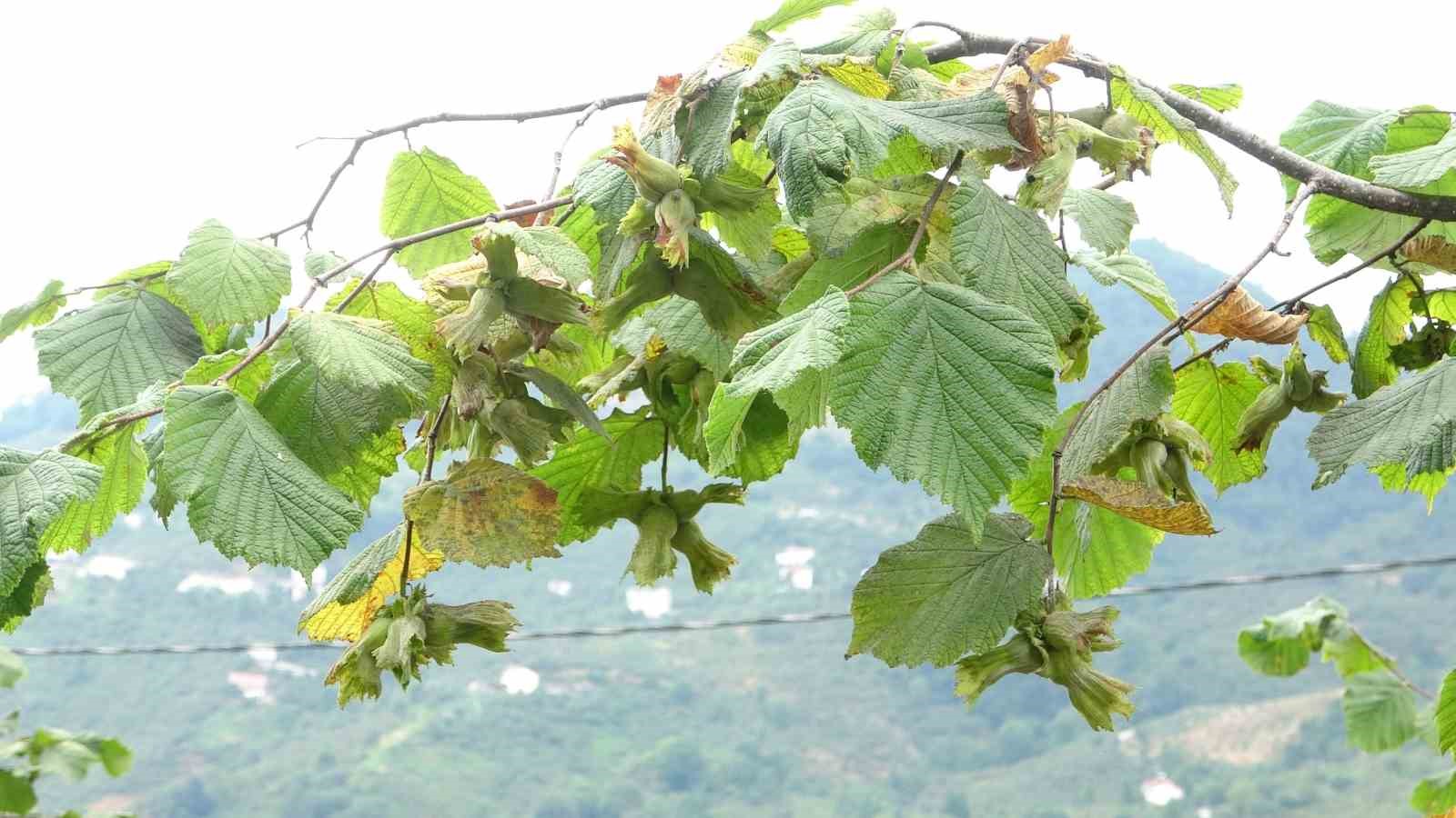 Giresun’da fındık hasadı başladı