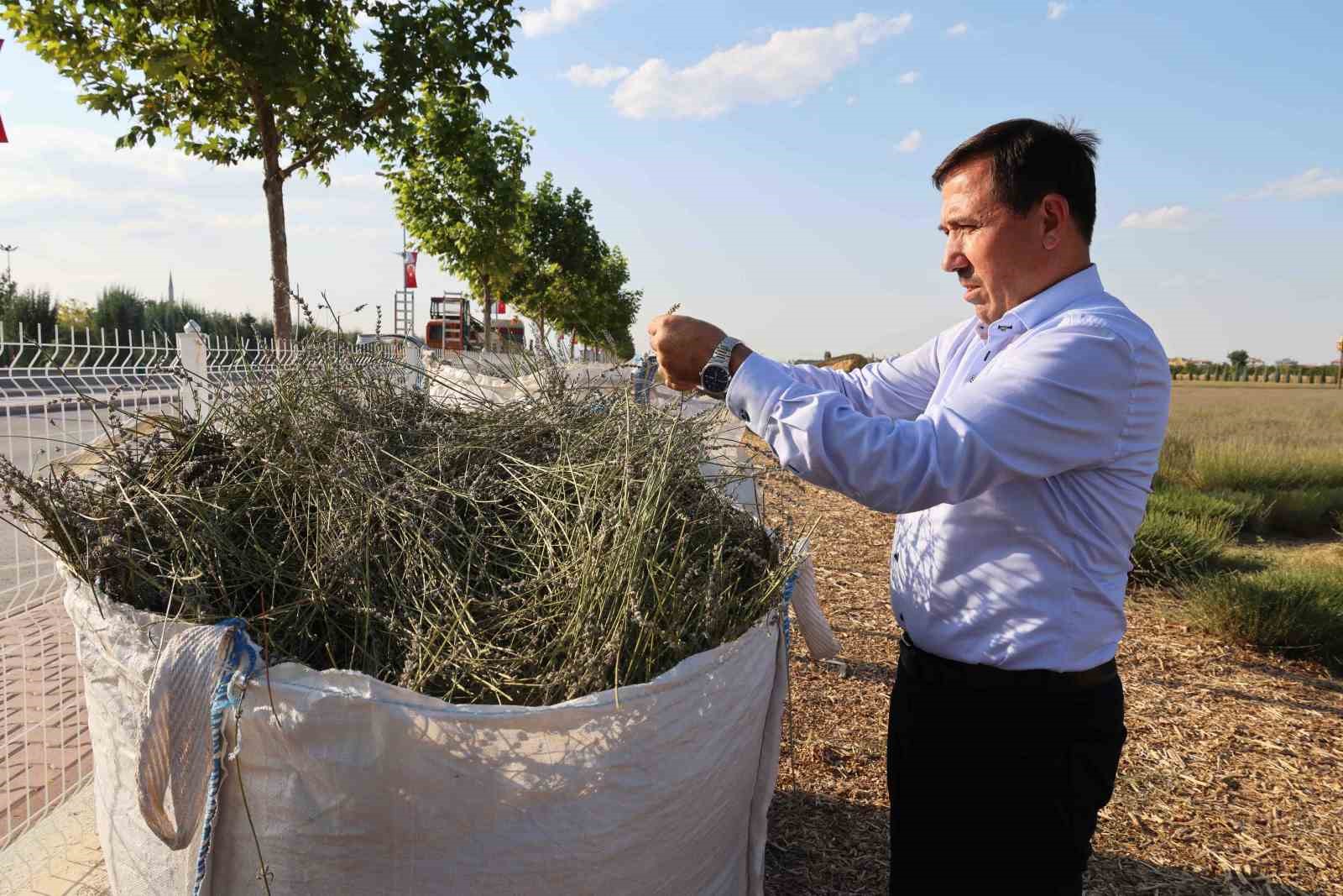 Karatay Lavanta Bahçesi’nde hasat başladı