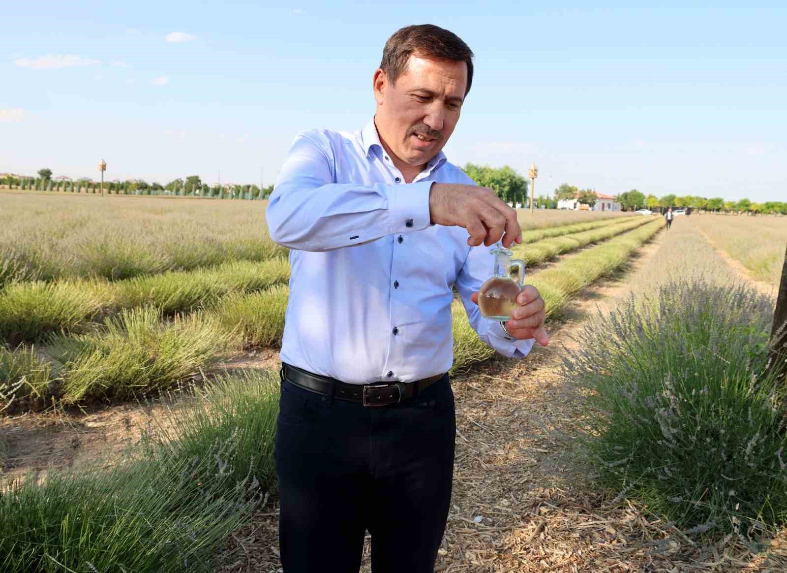 Karatay Lavanta Bahçesi’nde hasat başladı