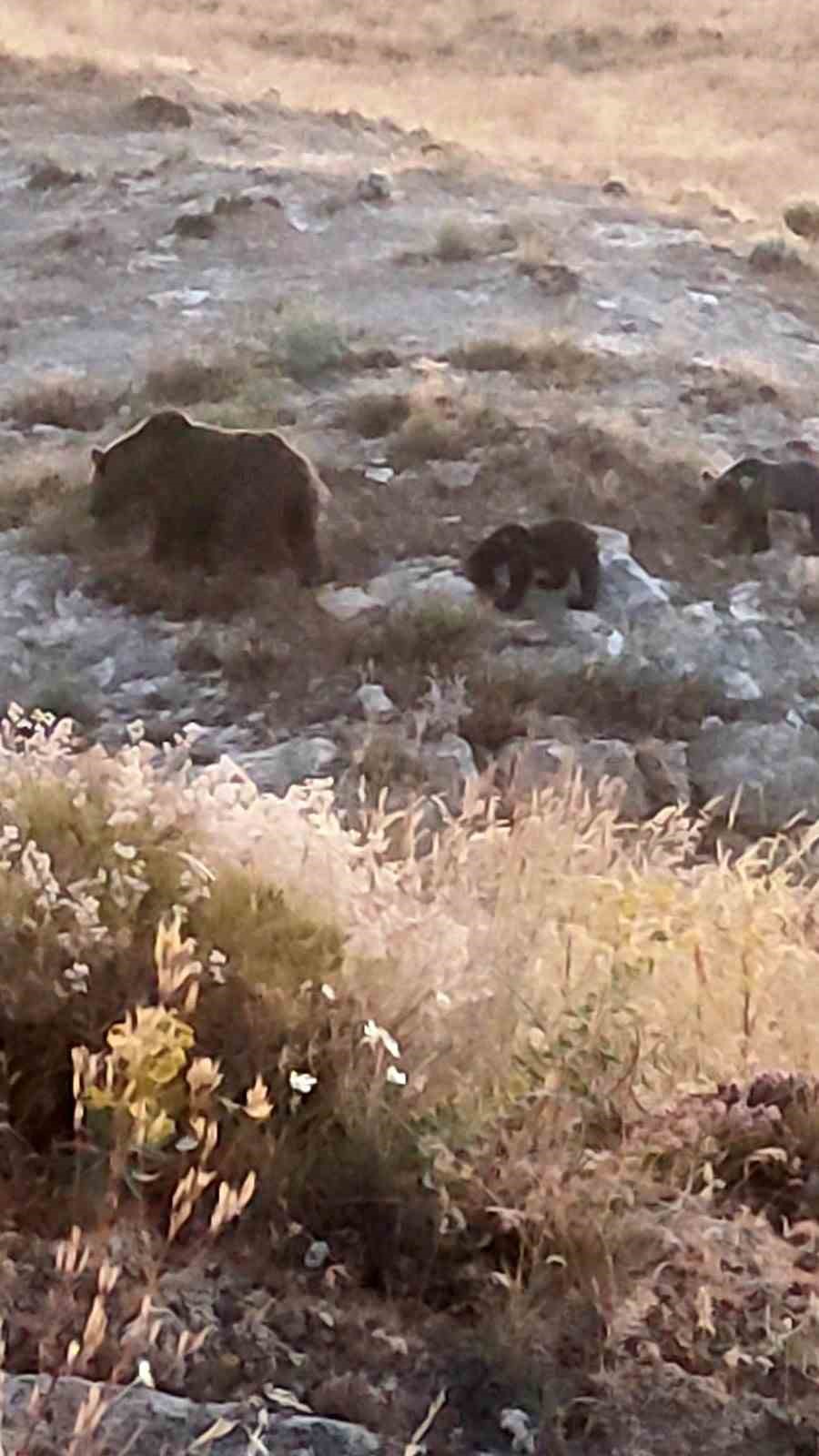 Anne ayı ve iki yavrusu sabahın erken saatlerinde yemek ararken görüntülendi