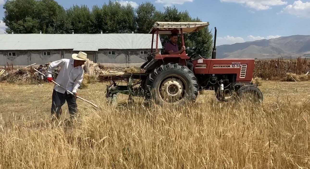 Yüksekova’da kavurucu sıcağa rağmen buğday hasadı mesaisi sürüyor