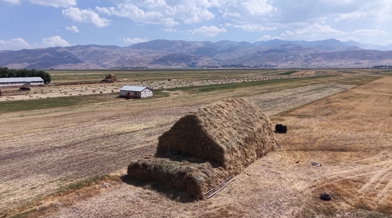 Yüksekova’da kavurucu sıcağa rağmen buğday hasadı mesaisi sürüyor