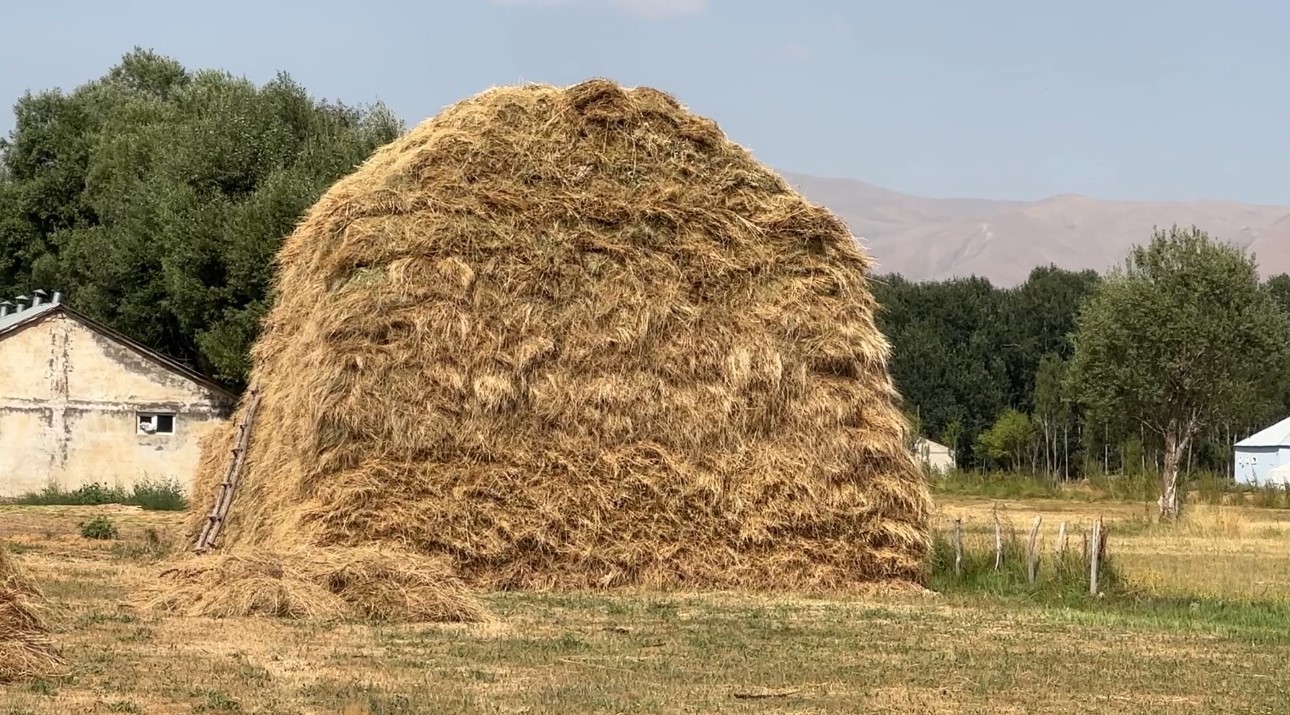 Yüksekova’da kavurucu sıcağa rağmen buğday hasadı mesaisi sürüyor