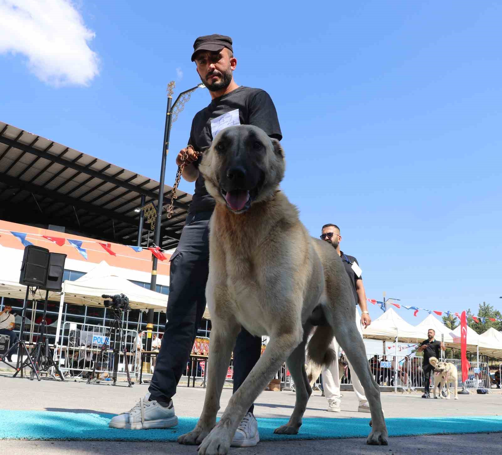 Dünyaca ünlü "Anadolu aslanları" güzellik yarışında kıyasıya yarıştı