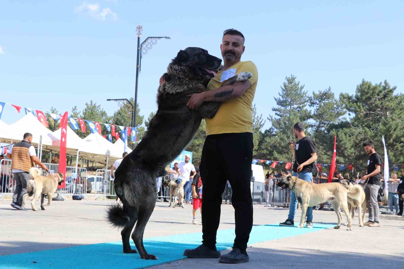 Dünyaca ünlü "Anadolu aslanları" güzellik yarışında kıyasıya yarıştı