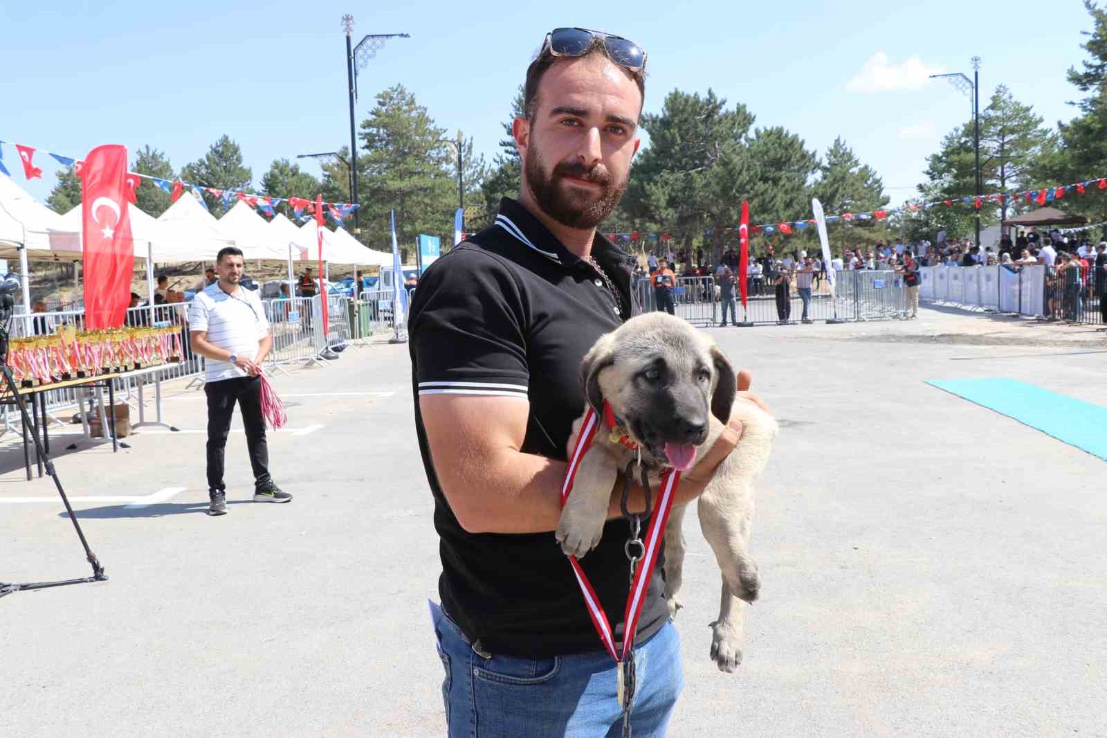 Dünyaca ünlü "Anadolu aslanları" güzellik yarışında kıyasıya yarıştı