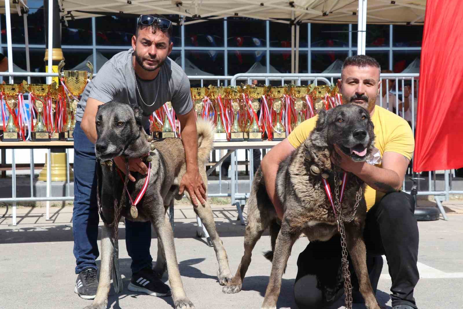 Dünyaca ünlü "Anadolu aslanları" güzellik yarışında kıyasıya yarıştı